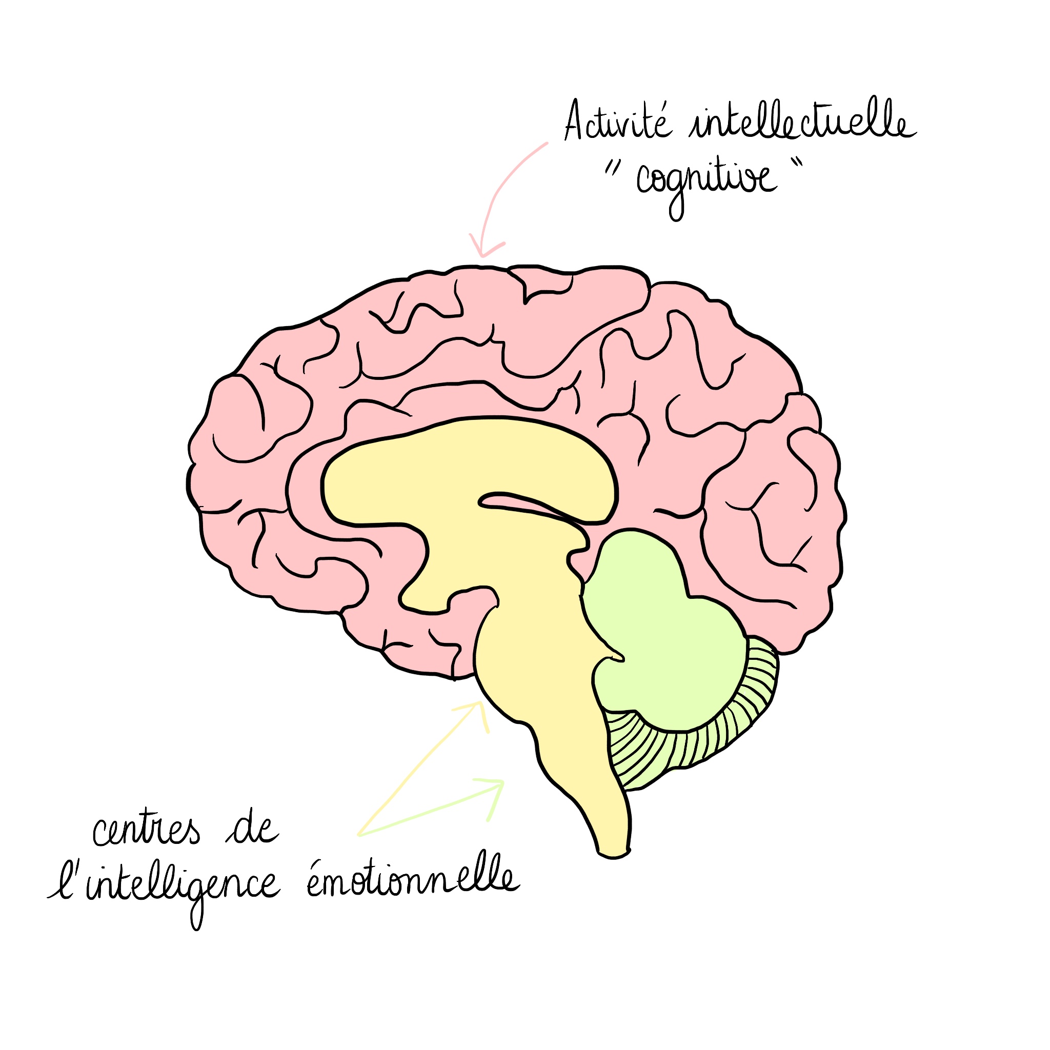 schéma cerveau intellectuel et émotionnel