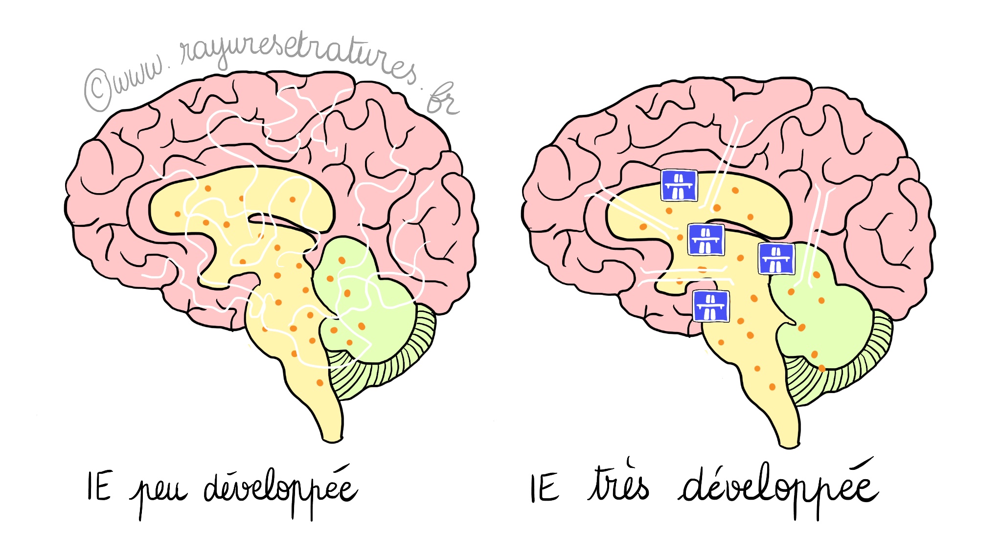 schéma cerveau intelligence émotionnelle développée
