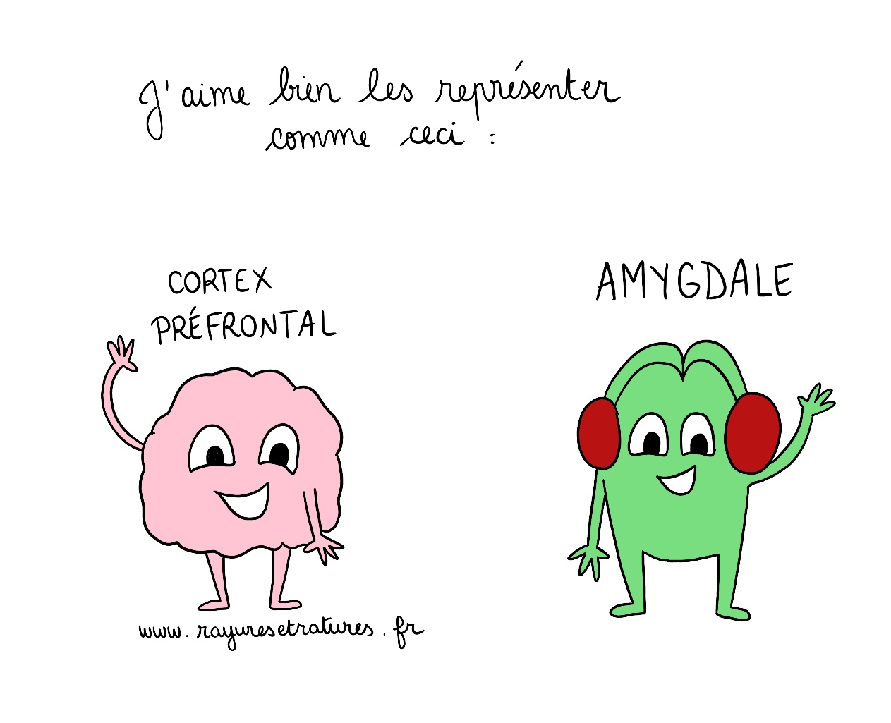 Cortex pre frontal et amygdale cerveau