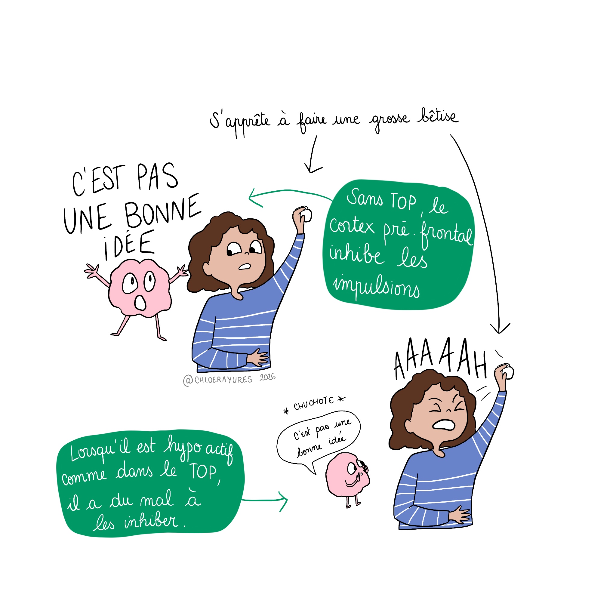 le cortex pré frontal inhibe les impulsions